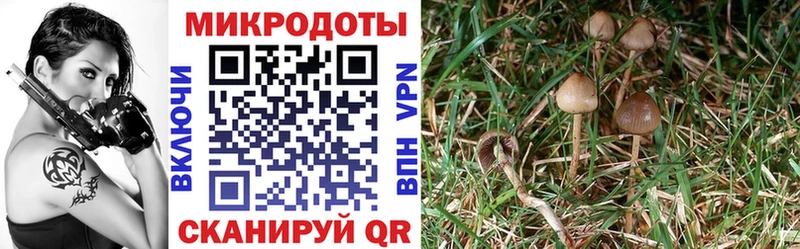 где найти наркотики  Сосновоборск  мега как войти  Галлюциногенные грибы прущие грибы 
